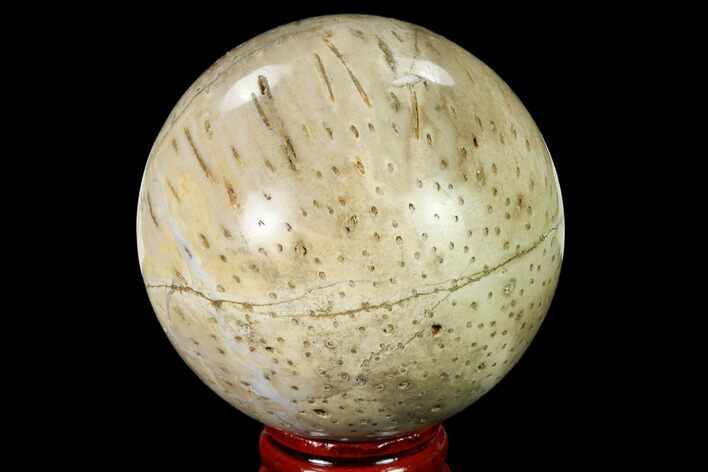 Polished Petrified Palmwood (Palmoxylon) Sphere #167623